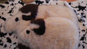 Sofa cushion
